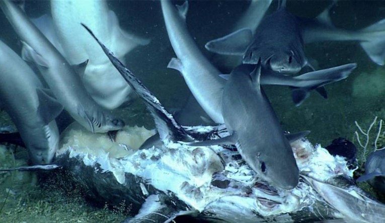 VIDEO Riba u jednom zalogaju progutala cijelog morskog psa
